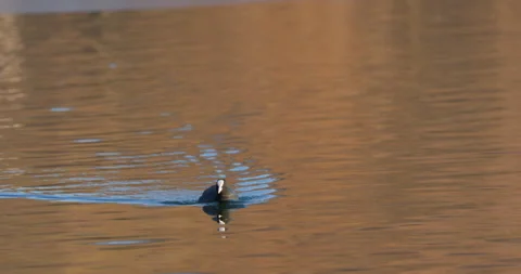Eurasian Coots Stock Footage 266177436