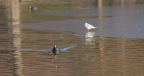 Eurasian Coots Stock Footage 266177720