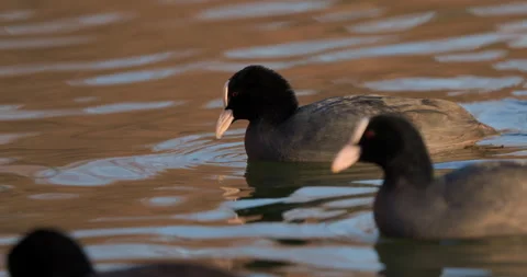 Eurasian Coots Stock Footage 266177831