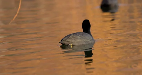 Eurasian Coots Stock Footage 266177928