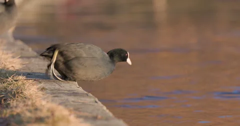 Eurasian Coots Stock Footage 266178143