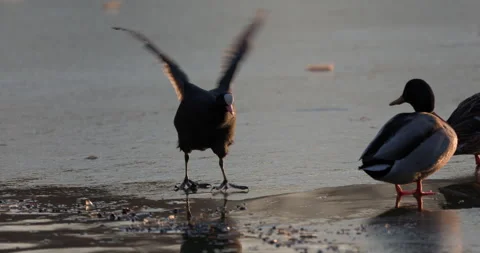Eurasian Coots Stock Footage 266178506