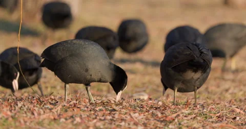 Eurasian Coots Stock Footage 266178514
