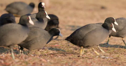 Eurasian Coots Stock Footage 266178540