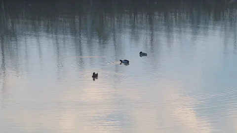Eurasian coots on lake Stock Footage 128090824