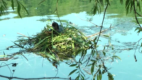 Eurasian Coot's nest Stock Footage 155352711