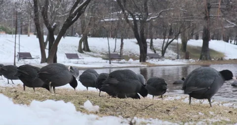 Eurasian Coots peck grass in Winter in city park at the edge of a lake. Video stock 147444624