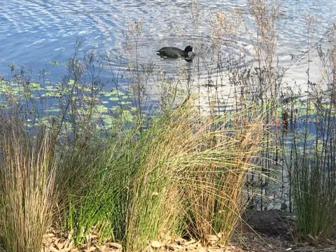 Eurasian coots Foto stock