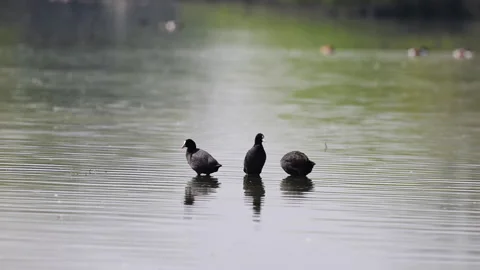 Eurasian coots preening in water Video stock 302987612