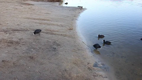 Eurasian coots on the shore of the pond 動画素材 103998629
