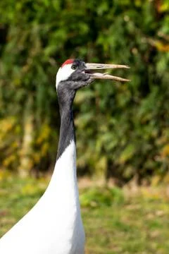Eurasian Crane Stock Photos