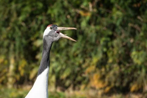 Eurasian Crane Stock Photos