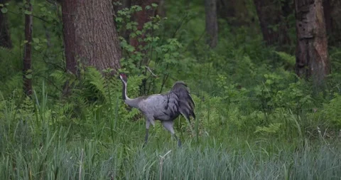 Eurasian Cranes Mating Dance in Soft Evening Light - Part 2 Stock Footage 342525140