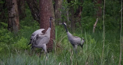 Eurasian Cranes Mating Dance in Soft Evening Light - Part 1 Stock Footage 342525146