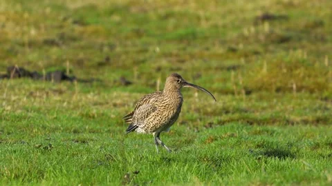 Eurasian Curlew cleaning feathers in the sun, in a green field, preening Stock Footage 299560790