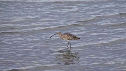 Eurasian curlew feeds Stock Footage 260046419