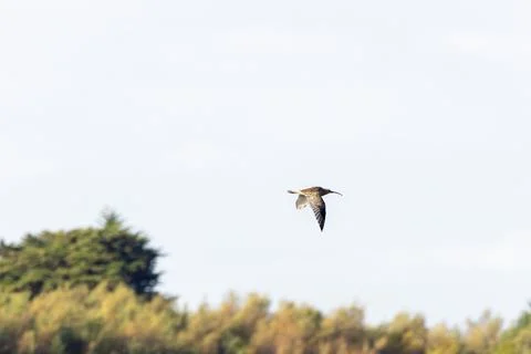 Eurasian curlew in flight above the treeline at North Bull Island, Dublin Stock Photos