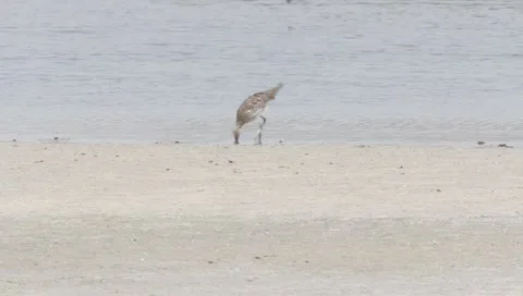Eurasian Curlew Stock Footage 2349142