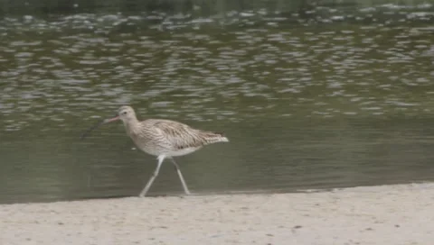 Eurasian Curlew Stock Footage 2349415