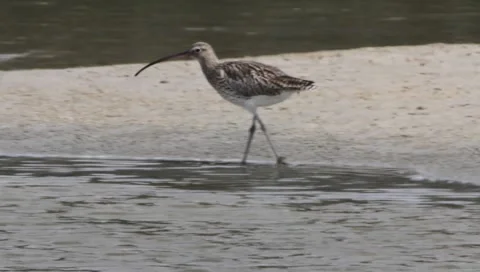 Eurasian Curlew Stock Footage 2349878