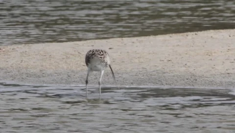 Eurasian Curlew Stock Footage 2350876