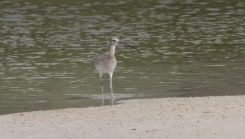 Eurasian Curlew Stock Footage 2351127