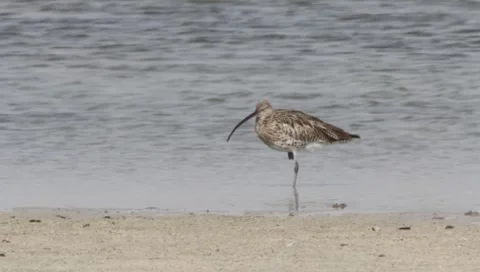 Eurasian Curlew Stock Footage 2352000
