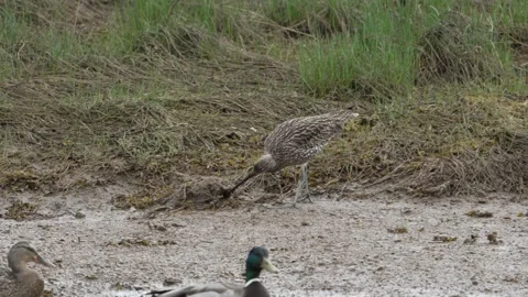 Eurasian curlew foraging in meadow Stock Footage 337018213