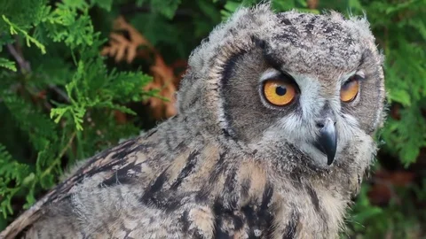 Eurasian eagle- Closeup Stock Footage 81820168