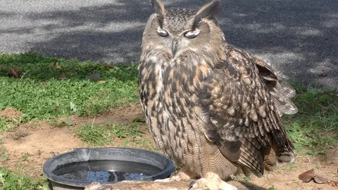 Eurasian eagle owl 4K Stock Footage 96047776