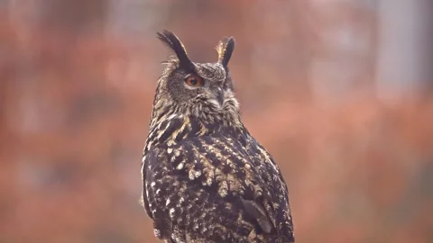 Eurasian Eagle-owl in Autumn Forest Turning Head Around - Warm Golden Hour Stock Footage 329194699