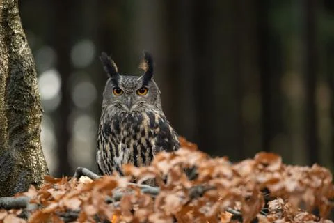 Eurasian eagle-owl between orange leaves in the forest. Looking directly to the 스톡 사진