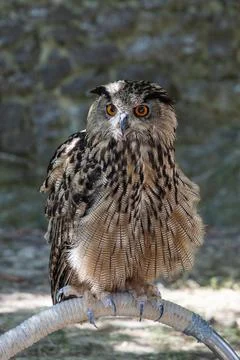 Eurasian eagle-owl with bright orange eyes perching. Stock Photos