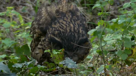 Eurasian eagle-owl (Bubo bubo) eating a prey. Stock Footage 49834272