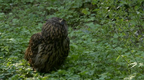 Eurasian eagle-owl (Bubo bubo). Video stock 49878663