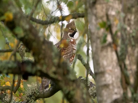 Eurasian eagle-owl (Bubo bubo) Stock-Footage 80707680