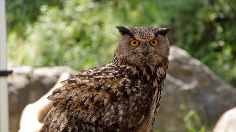 Eurasian eagle-owl - Bubo Bubo Stock Footage