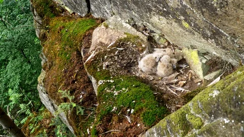 Eurasian eagle-owl (Bubo bubo) nestlings Stock Footage 102138693