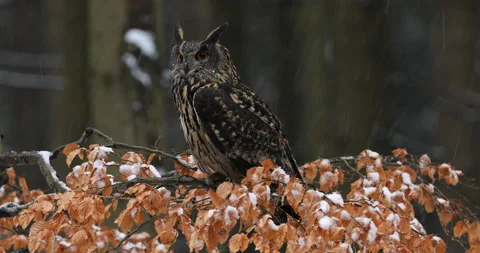 Eurasian eagle owl, Bubo bubo, perched on beech branch. Owl in winter forest Stock Footage 135270683