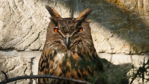 Eurasian eagle-owl (Bubo bubo) Video stock 175492797