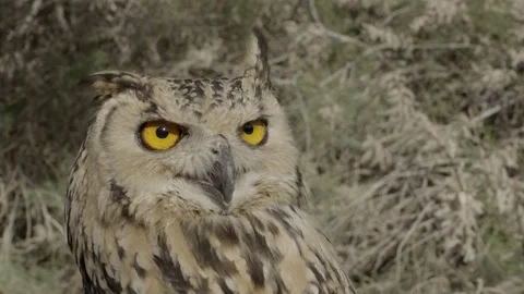 Eurasian eagle-owl (Bubo bubo) portrait Video stock 179507125