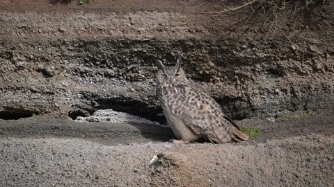 Eurasian eagle-owl (Bubo bubo) Standing on the ground Stock-Footage 179507232