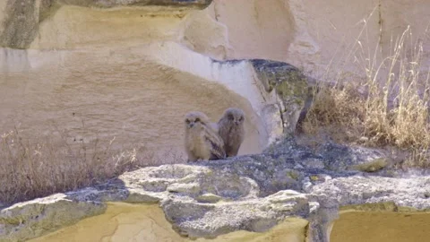 Eurasian eagle-owl (Bubo bubo) Chicks sit in a nest on the rock cliff Video stock 179507613