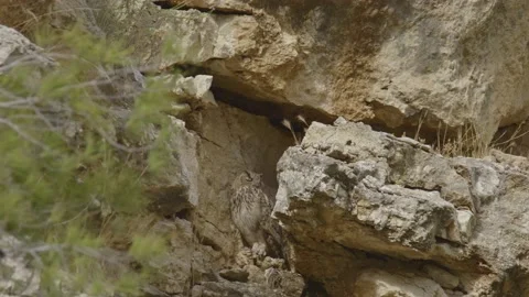 Eurasian eagle-owl (Bubo bubo) sit in a nest on the rock cliff Video stock 179507793