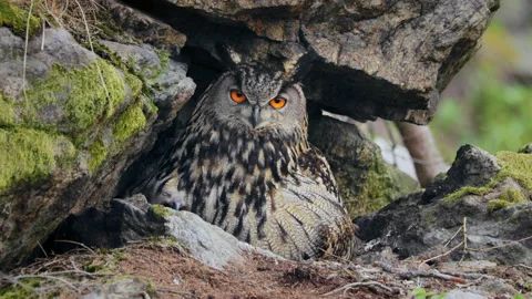 Eurasian eagle owl (Bubo bubo) family, baby owlets with their mother Stock Footage 230946066