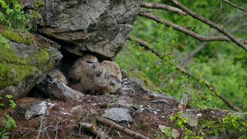 Eurasian eagle owl (Bubo bubo), baby owlets foraging on a hedgehog Stock Footage 230948473