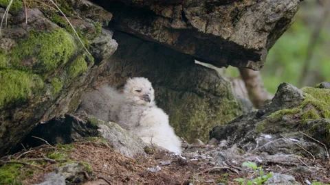 Eurasian eagle owl (Bubo bubo) chicks, baby owlets in the nest Stock Footage 230982220