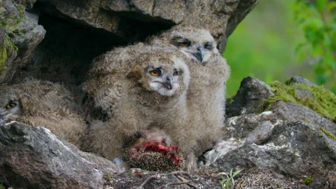 Eurasian eagle owl (Bubo bubo), baby owlets foraging on a hedgehog 動画素材 230984967