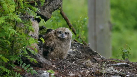 Eurasian eagle owl (Bubo bubo) chicks, baby owlets in the nest Stock Footage 230990590