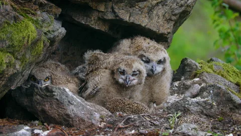 Eurasian eagle owl (Bubo bubo), baby owlets foraging on a hedgehog Vídeo Stock 230991721
